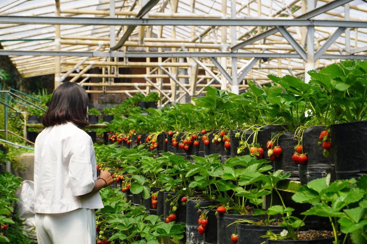 草莓之家有机农场和家庭小屋假日公园 伦邦 外观 照片